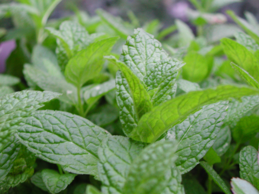 mint leaf portrayal