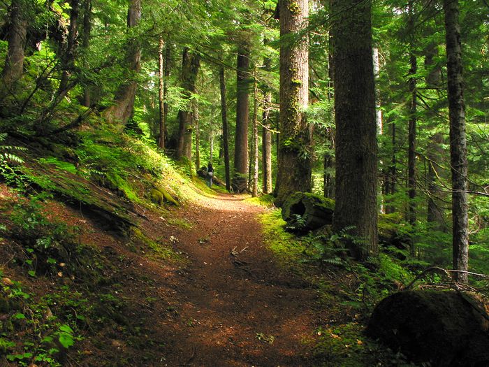 6380_tn_Deep%20in%20the%20Pacific%20Northwest.jpg