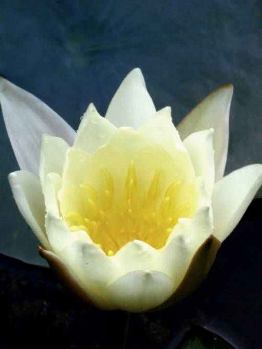 6571 tn alone20flower