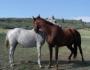 Animal-Acupressure-Indicators-&-Assessment---Larkspur,-CO