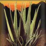 Aloe Vera Direct image