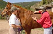 Courses in Animal Acupressure