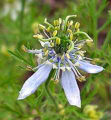 Nigella sativa (black seed)