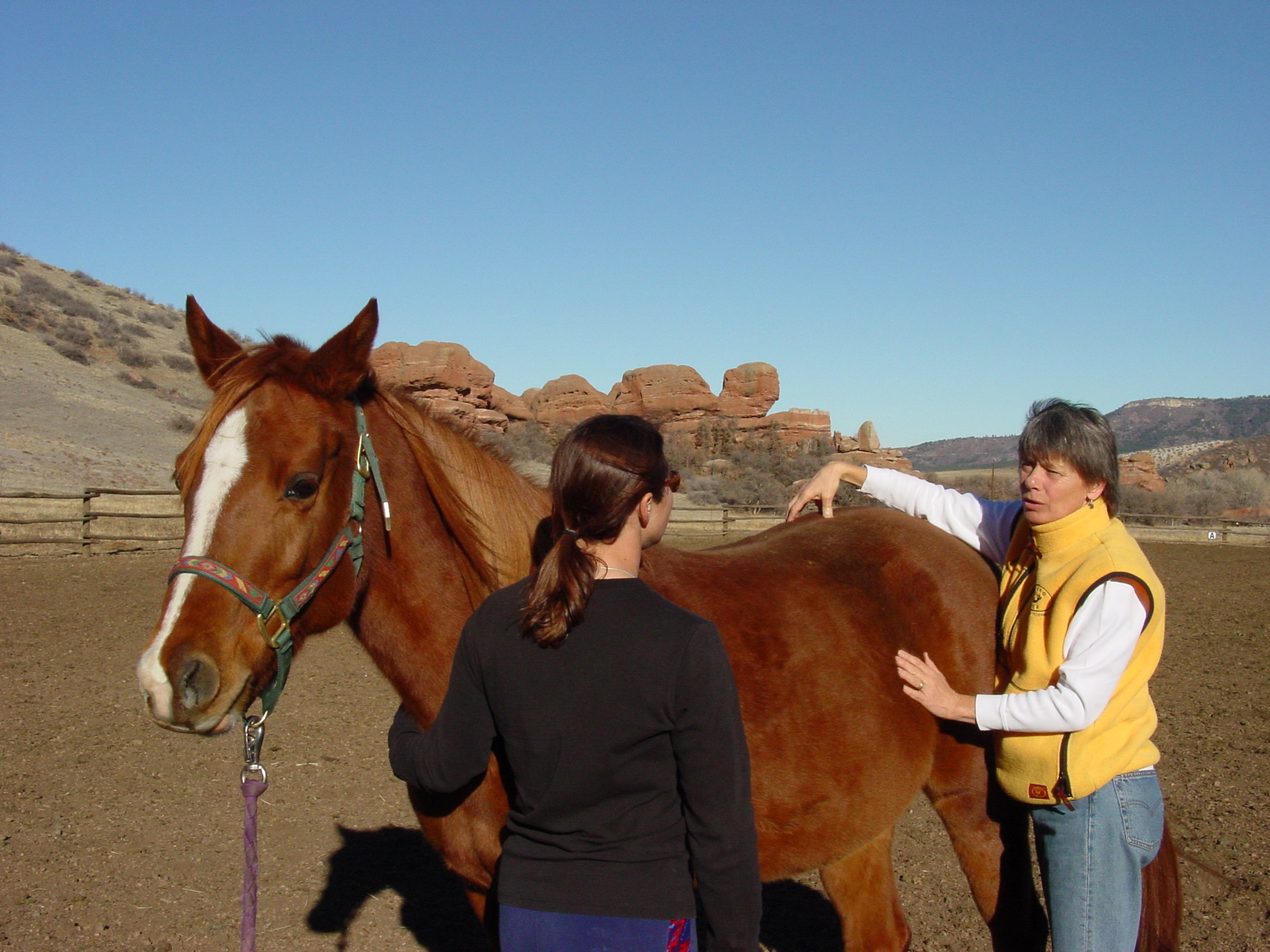 Equine Acupressure Courses