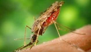 Scientists develop new drug treatment for malaria
