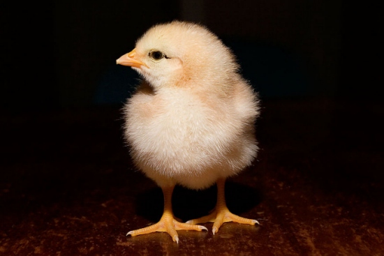 baby chicks pictures. not giving aby chicks and