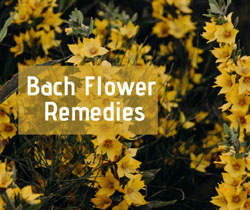 Bach Flower Remedies