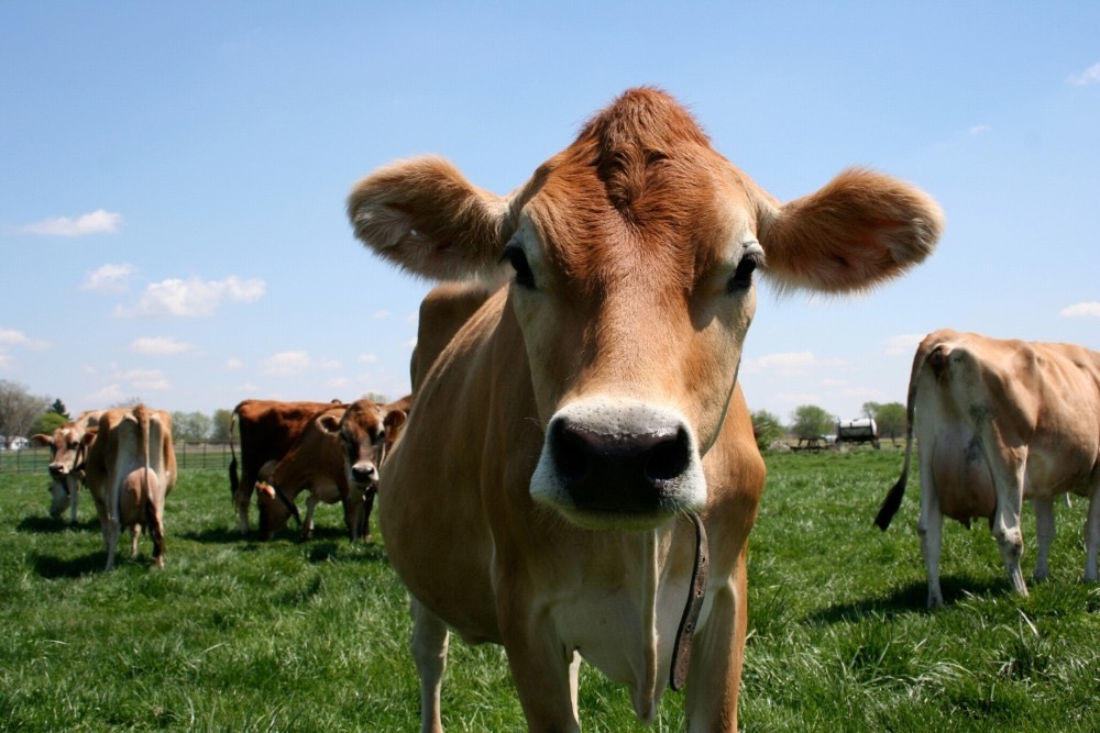 All you need to know about drinking raw milk and WHY you should drink it