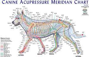 Canine-Meridian-Chart