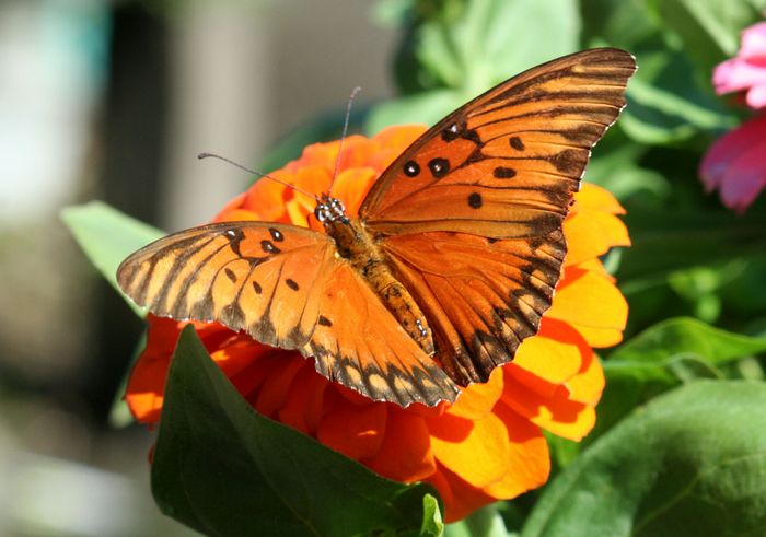 6341_tn_Orange%20Butterfly.jpg