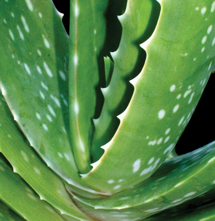 Aloe Vera