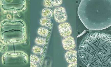 Marine Phytoplankton