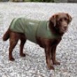 <b>Bioflow Dog vest<b>