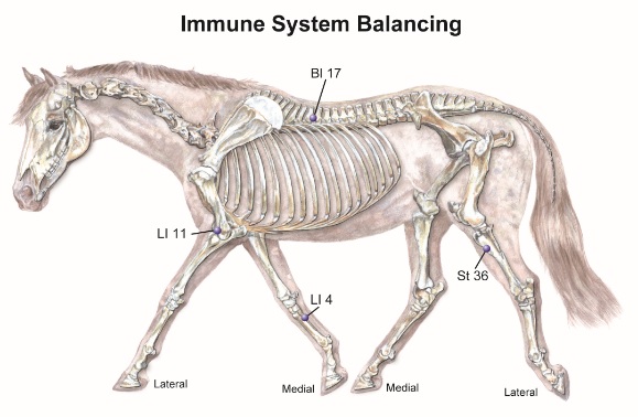 EQUINE ALLERGIC REACTIONS: Immune System Balancing
