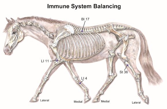 Equine Acupressure Meridian Chart