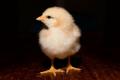 Baby Chicks and Ducklings as Pets Pose Salmonella Risk 