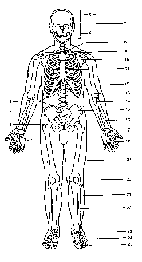 Anatomy & Physiology (Level 2)